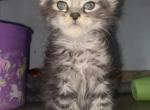 MAINE COON KITTENS NEAR ME - Maine Coon Kitten For Sale - Tampa, FL, US