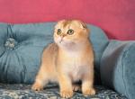 Jess - Scottish Fold Kitten For Sale - New York, NY, US