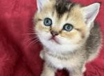 Una Scottish Fold Golden girl - Scottish Fold Kitten For Sale - Odessa, FL, US