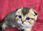 Umbria Scottish Fold Golden Ticked Girl - Scottish Fold Kitten For Sale - Odessa, FL, US