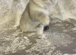 Best of the Best - Exotic Kitten For Sale - 