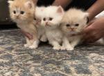 Persian Kittens cute white orange long hair - Persian Kitten For Sale - Chino, CA, US