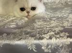 Hey Handsome - Exotic Kitten For Sale - 