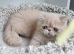 Leo - Exotic Kitten For Sale - Boiling Springs, PA, US