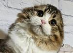 Quince BestOfTheBest - Scottish Fold Kitten For Sale - 