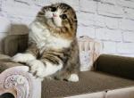 Quince BestOfTheBest - Scottish Fold Kitten For Sale - Philadelphia, PA, US