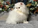 PUFFERBELLY - Persian Kitten For Adoption - KY, US