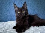 Femida - Maine Coon Kitten For Sale - Gurnee, IL, US