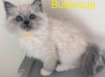 Buttercup - Ragdoll Kitten For Sale - Sacramento, CA, US