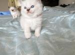 no names - Ragdoll Kitten For Sale - Newark, DE, US