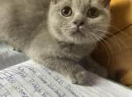 Baloo - British Shorthair Kitten For Sale - 