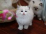 Blue bicolor male - Ragdoll Kitten For Sale - Bristow, VA, US