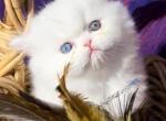 CFA registered White dollface persian female - Persian Kitten For Sale - San Jose, CA, US