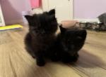 Ragamuffins - Ragamuffin Kitten For Sale - Minneapolis, MN, US