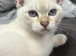 Burmese Burmilla Silver British Shorthair hybrid - Burmese Kitten For Sale - Purcellville, VA, US