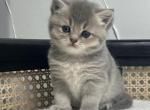 Milka - British Shorthair Kitten For Sale - 