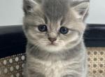 Simba Moisey - British Shorthair Kitten For Sale - Englewood, CO, US