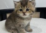 Paul - British Shorthair Kitten For Sale - Englewood, CO, US