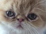 Persian Male Red Kitten One - Persian Kitten For Sale - 