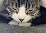 Winter - Domestic Cat For Adoption - Lacey, WA, US