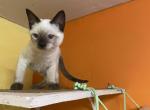 Theo - Siamese Kitten For Sale - Los Angeles, CA, US