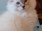 Charlotte's Blue Mitted Lynx Boy Green Collar - Ragdoll Kitten For Sale - 