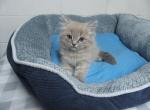 Ragdoll kittens - Ragdoll Kitten For Sale - 