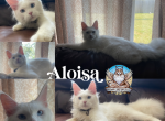 Aloisa - Maine Coon Kitten For Sale - Sugar Land, TX, US