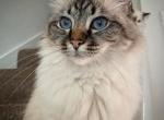 Bella - Birman Cat For Sale - California, PA, US