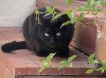 Sirius - Domestic Cat For Adoption - CA, US