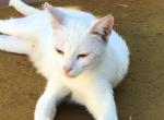 Snow - Domestic Cat For Adoption - 