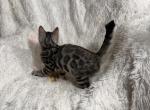 Silver male named Captain - Bengal Kitten For Sale - 