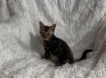 Brown marble female named Rosie - Bengal Kitten For Sale - Knoxville, TN, US