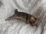 Silver male named Maverick - Bengal Kitten For Sale - Knoxville, TN, US