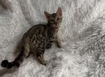 Silver male named Bandit - Bengal Kitten For Sale - Knoxville, TN, US