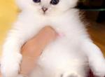 Persian chinchilla female - Persian Kitten For Sale - Staten Island, NY, US