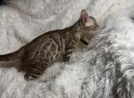 Silver female named Lacy - Bengal Kitten For Sale - Knoxville, TN, US