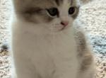 Simba - British Shorthair Kitten For Sale - Lavon, TX, US