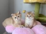 Purebred British kittens - British Shorthair Kitten For Sale - 