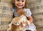 Muffin x Shy Guy - Maine Coon Kitten For Sale - Dalton, OH, US