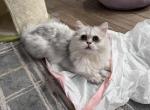 Scottish longhair straight boy - Scottish Fold Kitten For Sale - Minneapolis, MN, US