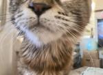 Lucky3legs - Maine Coon Kitten For Sale - Martinez, CA, US