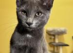 Blueberry - Chartreux Kitten For Sale - Southampton, MA, US