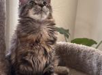 Lucky - Maine Coon Kitten For Sale - Martinez, CA, US