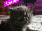 Stormie - Persian Kitten For Sale - Monroe, NY, US