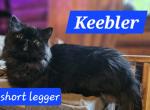 Keebler - Munchkin Kitten For Sale - Monroe, NY, US