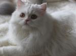 Snow AMKCattery - Persian Kitten For Sale - Pensacola, FL, US