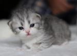 Ziggy - Persian Kitten For Sale - Pensacola, FL, US