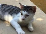 Liu - Domestic Kitten For Adoption - Baldwin Park, CA, US