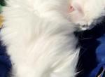 CFA registered beautiful dollface white female - Persian Kitten For Sale - San Jose, CA, US